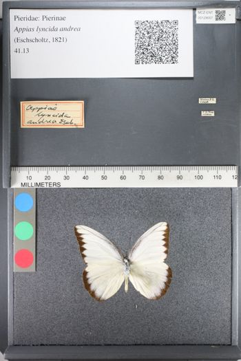 Media type: image;   Entomology 129007